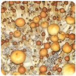 Псилоцибиновые (галлюциногенные)  грибы Psilocybin "Golden Teacher" в Луге