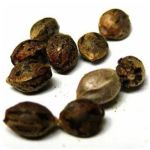 Семена марихуаны АК-47  (Seeds AK-47) в Луге